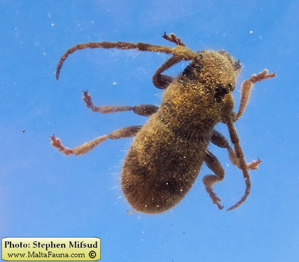 Parmena pubescens (Hairy longhorn beetle). This page is part of www.MaltaWildPlants.com website by Stephen Mifsud, Malta