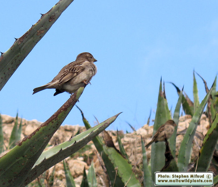 Passer hispaniolensis (Spanish Sparrow). This page is part of www.MaltaWildPlants.com website by Stephen Mifsud, Malta