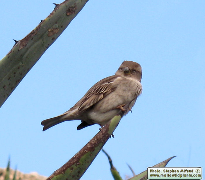Passer hispaniolensis (Spanish Sparrow). This page is part of www.MaltaWildPlants.com website by Stephen Mifsud, Malta