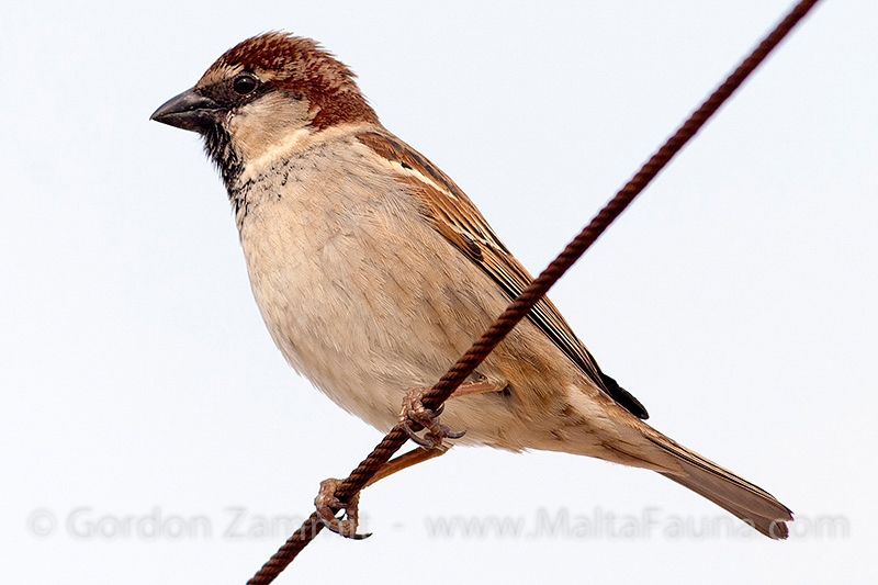 Passer hispaniolensis (Spanish Sparrow). This page is part of www.MaltaWildPlants.com website by Stephen Mifsud, Malta