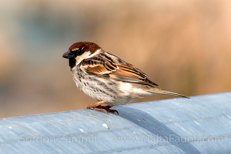 Passer hispaniolensis (Spanish Sparrow). This page is part of www.MaltaWildPlants.com website by Stephen Mifsud, Malta