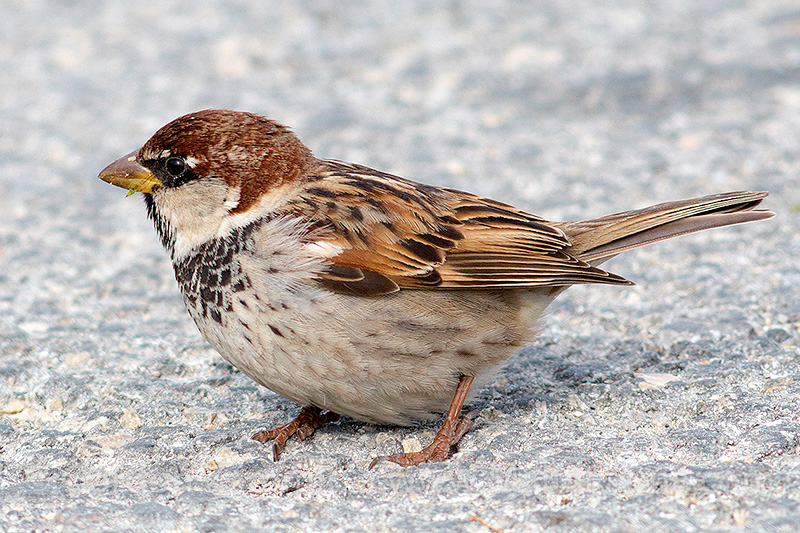 Passer hispaniolensis (Spanish Sparrow). This page is part of www.MaltaWildPlants.com website by Stephen Mifsud, Malta