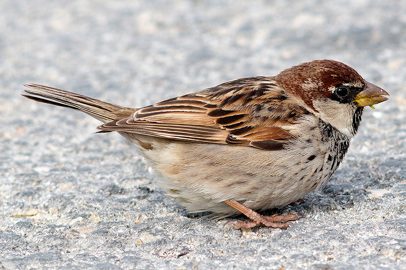 Passer hispaniolensis (Spanish Sparrow). This page is part of www.MaltaWildPlants.com website by Stephen Mifsud, Malta