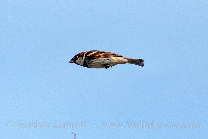 Passer hispaniolensis (Spanish Sparrow). This page is part of www.MaltaWildPlants.com website by Stephen Mifsud, Malta