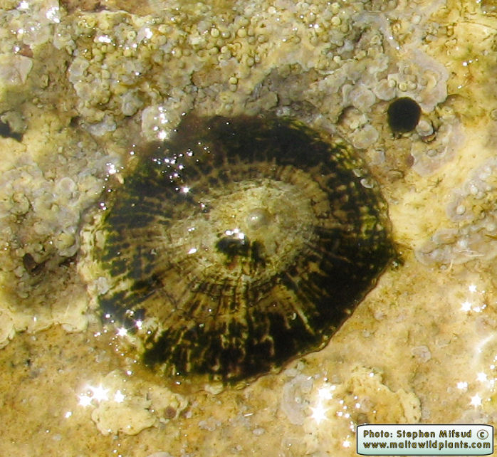 Patella sp. (Limpets). This page is part of www.MaltaWildPlants.com website by Stephen Mifsud, Malta