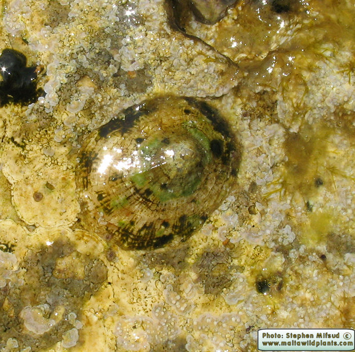 Patella sp. (Limpets). This page is part of www.MaltaWildPlants.com website by Stephen Mifsud, Malta