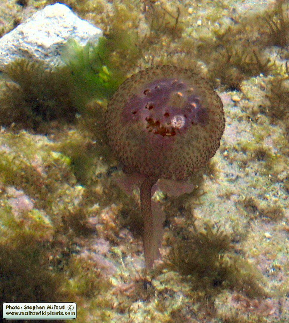 Pelagia noctiluca (Common Jellyfish). This page is part of www.MaltaWildPlants.com website by Stephen Mifsud, Malta