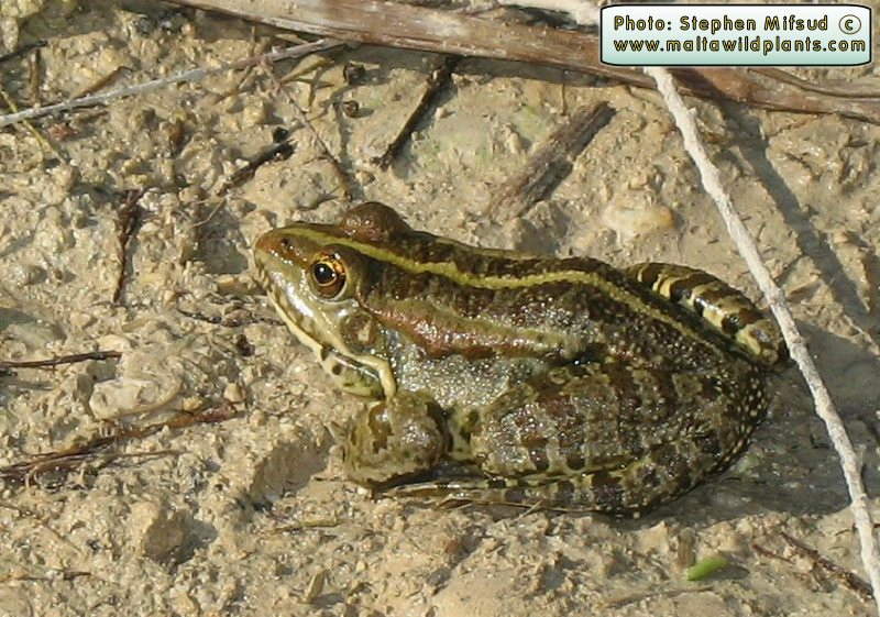 Pelophylax bedriagae (Levant Water Frog). This page is part of www.MaltaWildPlants.com website by Stephen Mifsud, Malta
