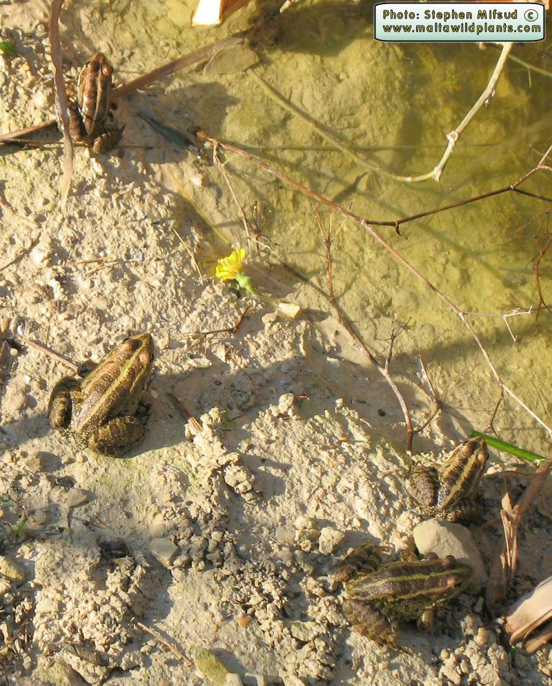Pelophylax bedriagae (Levant Water Frog). This page is part of www.MaltaWildPlants.com website by Stephen Mifsud, Malta