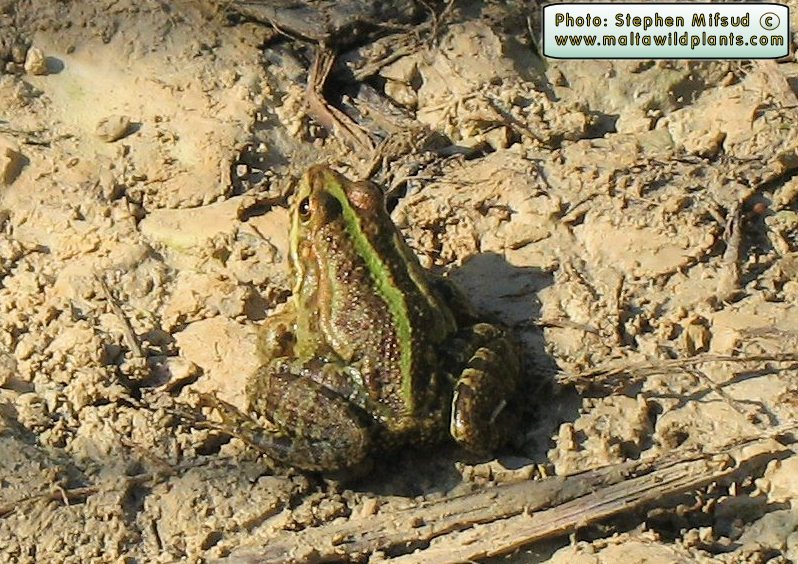 Pelophylax bedriagae (Levant Water Frog). This page is part of www.MaltaWildPlants.com website by Stephen Mifsud, Malta