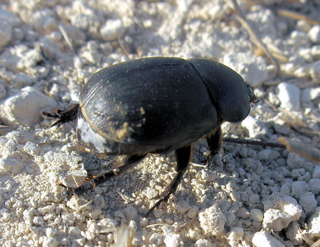 Pentodon bidens punctatus (Black flower scarab). This page is part of www.MaltaWildPlants.com website by Stephen Mifsud, Malta