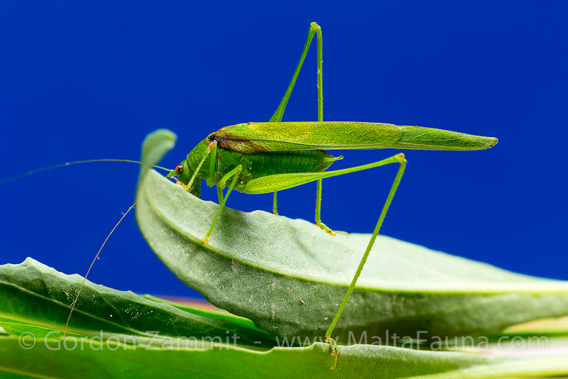 Phaneroptera nana (Mediterranean Katydid). This page is part of www.MaltaWildPlants.com website by Stephen Mifsud, Malta