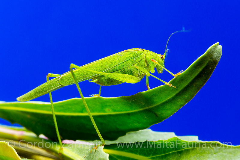 Phaneroptera nana (Mediterranean Katydid). This page is part of www.MaltaWildPlants.com website by Stephen Mifsud, Malta