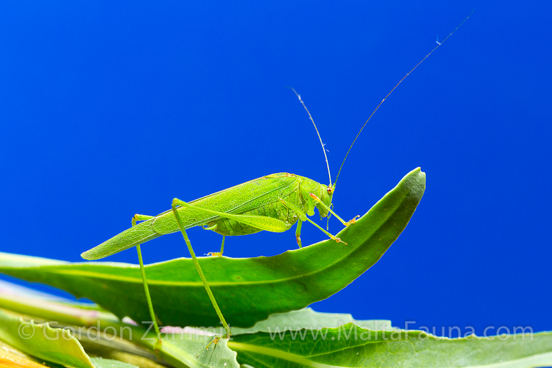 Phaneroptera nana (Mediterranean Katydid). This page is part of www.MaltaWildPlants.com website by Stephen Mifsud, Malta