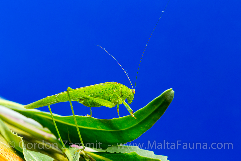 Phaneroptera nana (Mediterranean Katydid). This page is part of www.MaltaWildPlants.com website by Stephen Mifsud, Malta