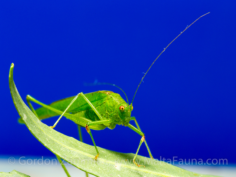 Phaneroptera nana (Mediterranean Katydid). This page is part of www.MaltaWildPlants.com website by Stephen Mifsud, Malta