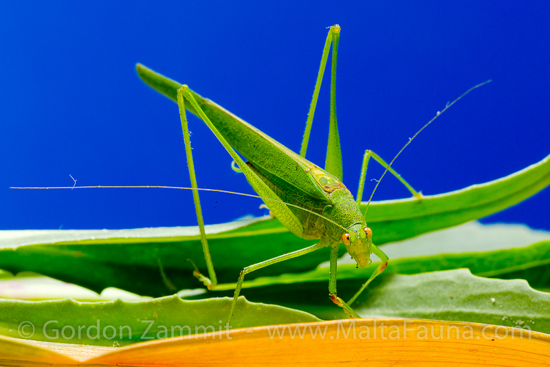 Phaneroptera nana (Mediterranean Katydid). This page is part of www.MaltaWildPlants.com website by Stephen Mifsud, Malta