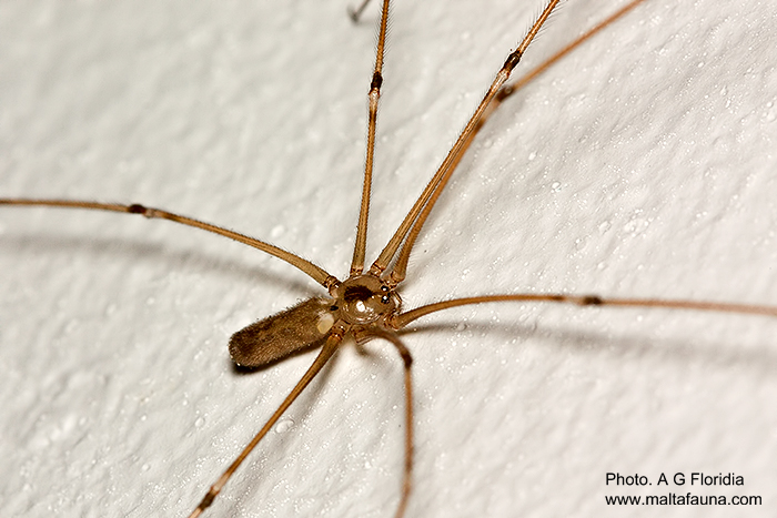 Pholcus phalangioides (Long-Bodied Cellar Spider). This page is part of www.MaltaWildPlants.com website by Stephen Mifsud, Malta