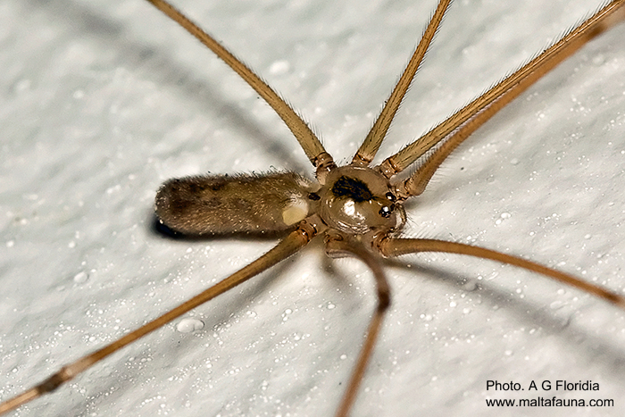 Pholcus phalangioides (Long-Bodied Cellar Spider). This page is part of www.MaltaWildPlants.com website by Stephen Mifsud, Malta