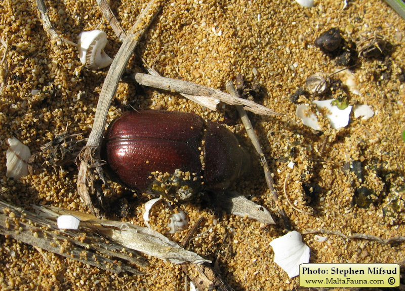Phyllognathus excavatus (Scarab beetle). This page is part of www.MaltaWildPlants.com website by Stephen Mifsud, Malta