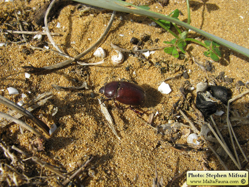 Phyllognathus excavatus (Scarab beetle). This page is part of www.MaltaWildPlants.com website by Stephen Mifsud, Malta