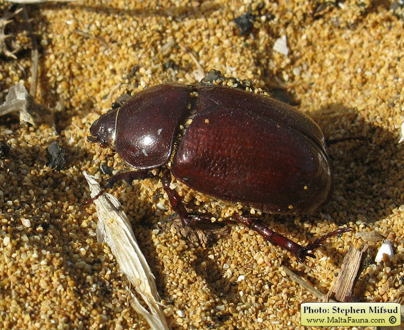 Phyllognathus excavatus (Scarab beetle). This page is part of www.MaltaWildPlants.com website by Stephen Mifsud, Malta