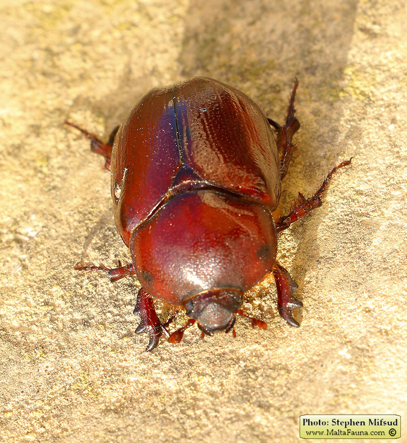 Phyllognathus excavatus (Scarab beetle). This page is part of www.MaltaWildPlants.com website by Stephen Mifsud, Malta