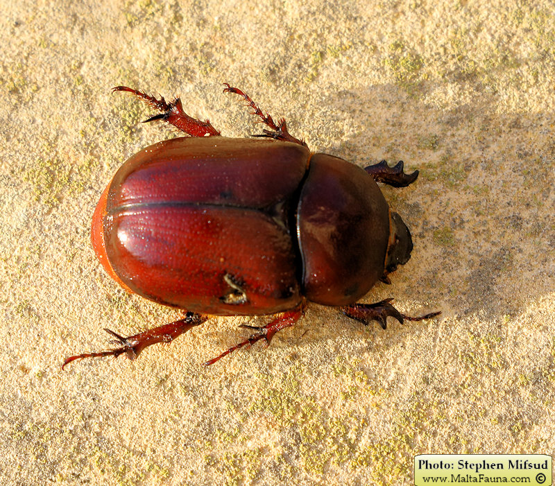 Phyllognathus excavatus (Scarab beetle). This page is part of www.MaltaWildPlants.com website by Stephen Mifsud, Malta