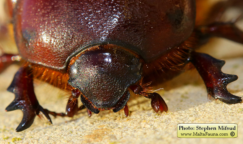 Phyllognathus excavatus (Scarab beetle). This page is part of www.MaltaWildPlants.com website by Stephen Mifsud, Malta