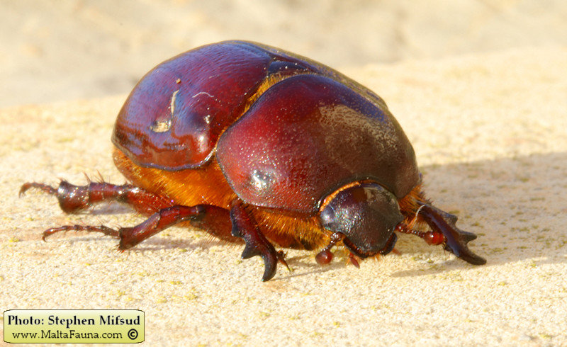 Phyllognathus excavatus (Scarab beetle). This page is part of www.MaltaWildPlants.com website by Stephen Mifsud, Malta