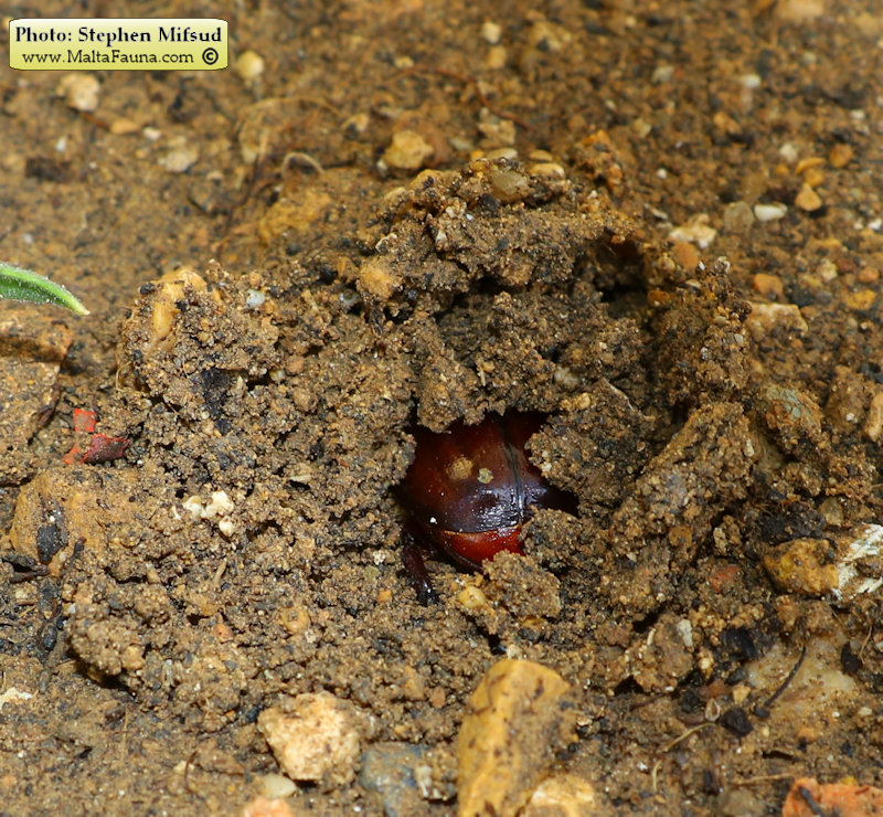 Phyllognathus excavatus (Scarab beetle). This page is part of www.MaltaWildPlants.com website by Stephen Mifsud, Malta