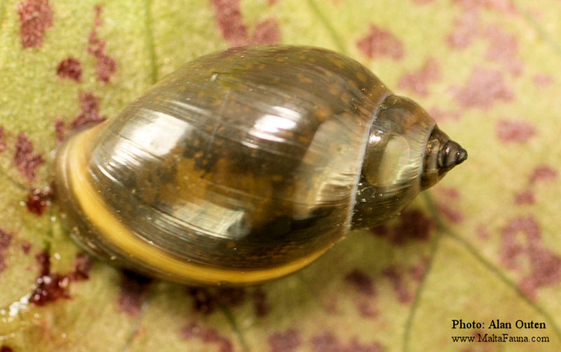 Physella acuta (Tadpole Snail). This page is part of www.MaltaWildPlants.com website by Stephen Mifsud, Malta