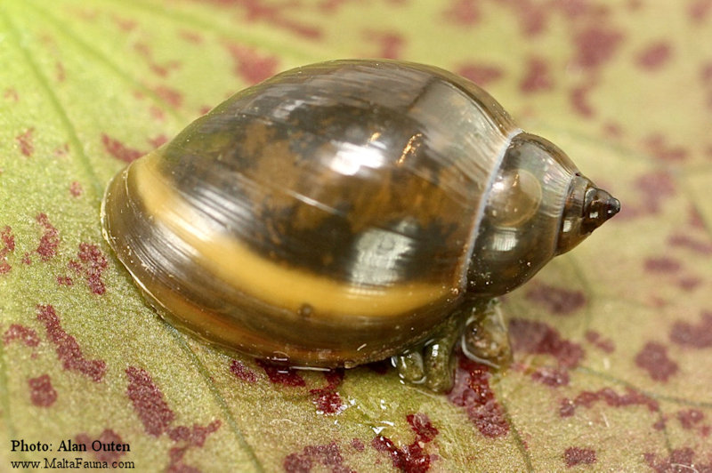 Physella acuta (Tadpole Snail). This page is part of www.MaltaWildPlants.com website by Stephen Mifsud, Malta