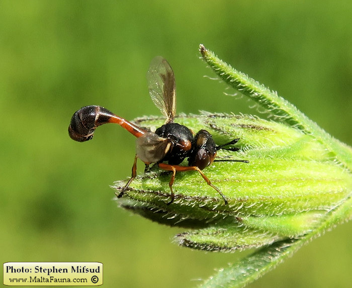 Physocephala vittata (Thick-headed Fly). This page is part of www.MaltaWildPlants.com website by Stephen Mifsud, Malta