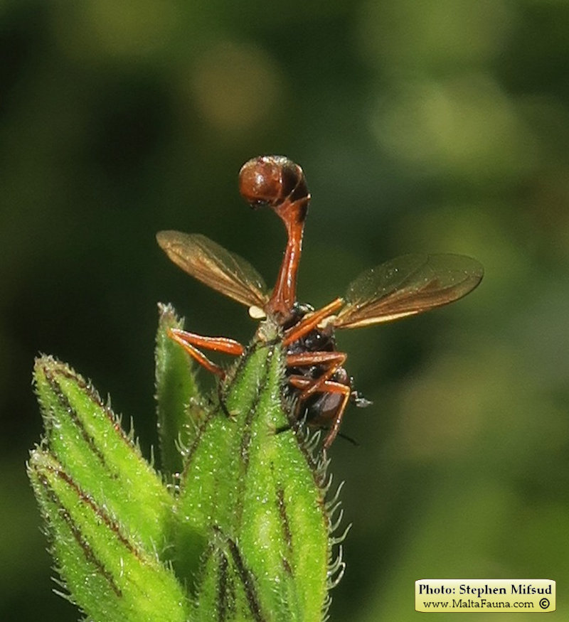 Physocephala vittata (Thick-headed Fly). This page is part of www.MaltaWildPlants.com website by Stephen Mifsud, Malta