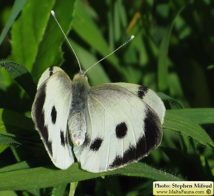 Pieris brassicae (Large Cabbage White). This page is part of www.MaltaWildPlants.com website by Stephen Mifsud, Malta