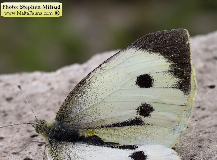 Pieris brassicae (Large Cabbage White). This page is part of www.MaltaWildPlants.com website by Stephen Mifsud, Malta