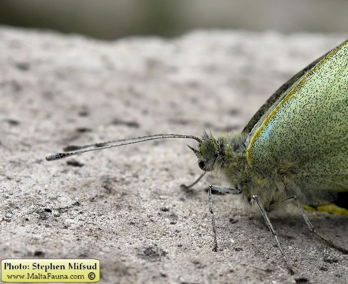 Pieris brassicae (Large Cabbage White). This page is part of www.MaltaWildPlants.com website by Stephen Mifsud, Malta