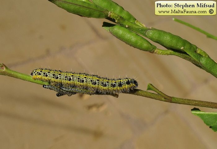 Pieris brassicae (Large Cabbage White). This page is part of www.MaltaWildPlants.com website by Stephen Mifsud, Malta