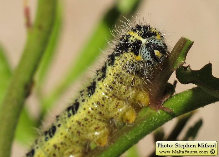 Pieris brassicae (Large Cabbage White). This page is part of www.MaltaWildPlants.com website by Stephen Mifsud, Malta