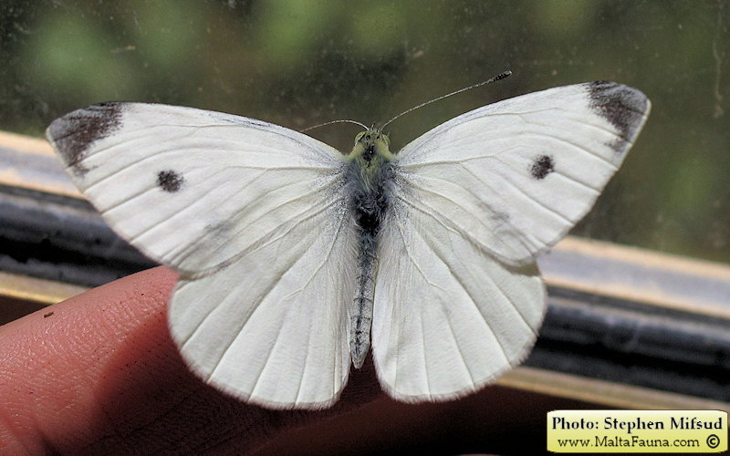 Pieris rapae (Small Cabbage White). This page is part of www.MaltaWildPlants.com website by Stephen Mifsud, Malta
