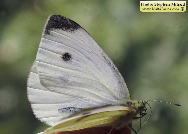 Pieris rapae (Small Cabbage White). This page is part of www.MaltaWildPlants.com website by Stephen Mifsud, Malta