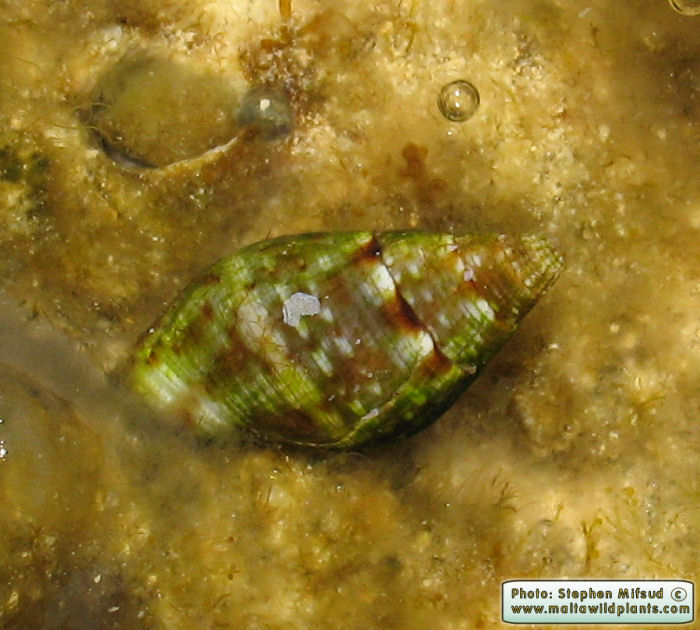 Pisania maculosa (Stained Pisania). This page is part of www.MaltaWildPlants.com website by Stephen Mifsud, Malta
