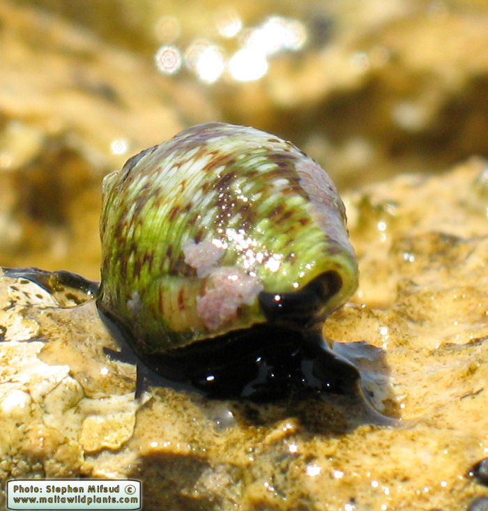 Pisania maculosa (Stained Pisania). This page is part of www.MaltaWildPlants.com website by Stephen Mifsud, Malta