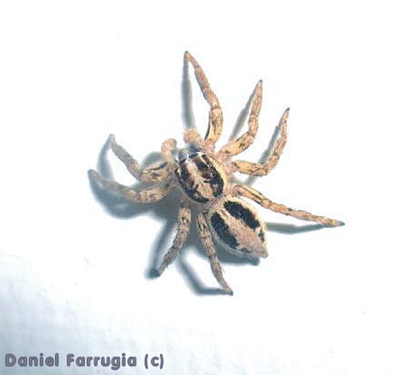 Plexippus paykulli (Pantropical Jumper). This page is part of www.MaltaWildPlants.com website by Stephen Mifsud, Malta