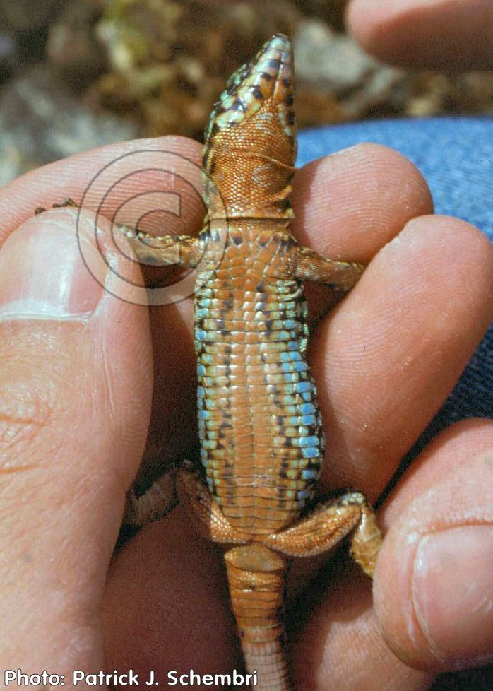 Podarcis filfolensis generalensis (Fungus Rock Wall Lizard ). This page is part of www.MaltaWildPlants.com website by Stephen Mifsud, Malta