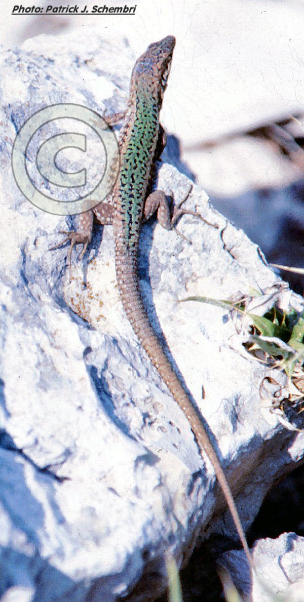 Podarcis filfolensis kieselbachi (St.Paul's Islands Wall Lizard). This page is part of www.MaltaWildPlants.com website by Stephen Mifsud, Malta