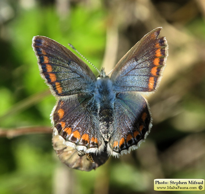 Polyommatus celina (). This page is part of www.MaltaWildPlants.com website by Stephen Mifsud, Malta