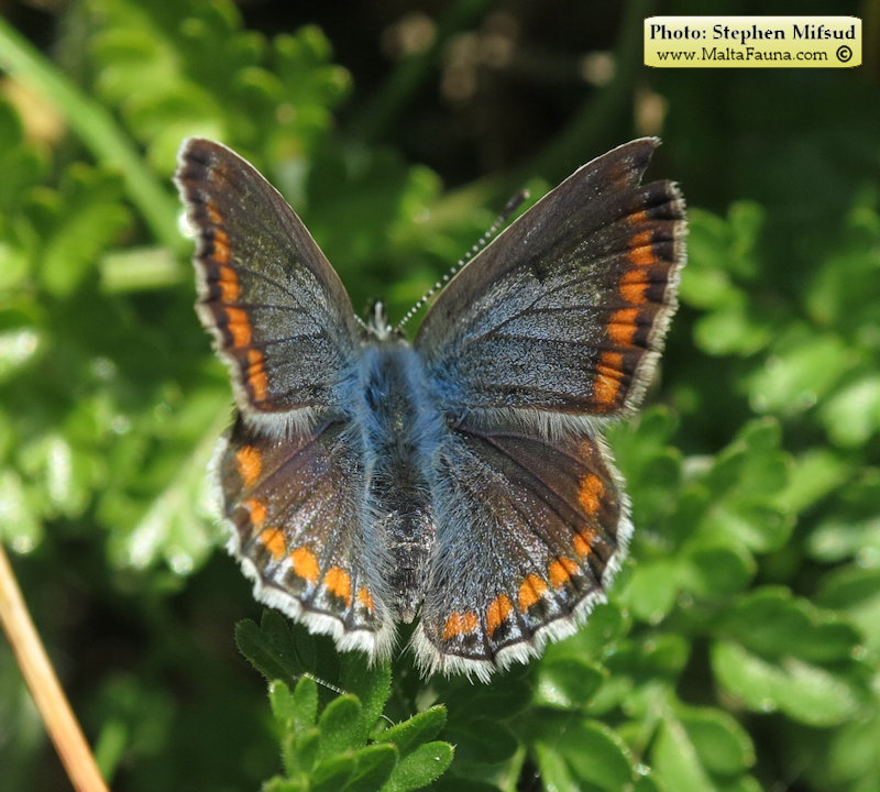 Polyommatus celina (). This page is part of www.MaltaWildPlants.com website by Stephen Mifsud, Malta