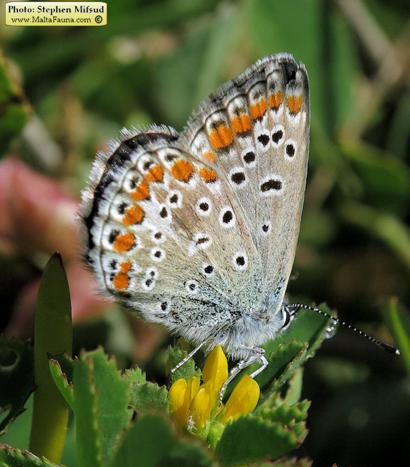 Polyommatus celina (). This page is part of www.MaltaWildPlants.com website by Stephen Mifsud, Malta